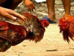 Kapolsek Bonegunu Tidak Tau Ada Kegiatan Judi Sabung Ayam di Desa Wa Ode Kalowo, Kades Bilang Sudah Dua Hari Berlangsung