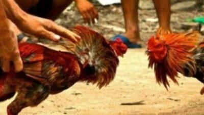 Kapolsek Bonegunu Tidak Tau Ada Kegiatan Judi Sabung Ayam di Desa Wa Ode Kalowo, Kades Bilang Sudah Dua Hari Berlangsung