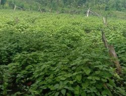 Petani Nilam Butur Terjepit! Harga Anjlok Drastis, Pemerintah Diminta Bertindak