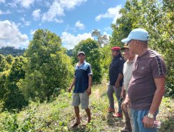 Bupati Butur Tinjau Kebun Cengkeh di Desa Mata dan Bente, Janji Perbaiki Akses Jalan Tani