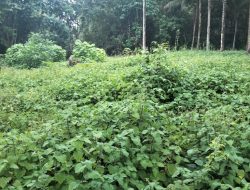 Petani Nilam di Buton Utara Menjerit, Harga Minyak Anjlok Drastis