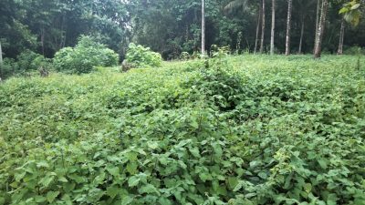 Petani Nilam di Buton Utara Menjerit, Harga Minyak Anjlok Drastis