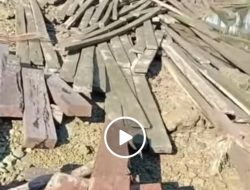 Video Tumpukan Kayu Diduga Hasil Ilegal Logging di Ngapae Viral