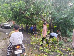 Respons Cepat Polres Buton Utara-Damkar, Pohon Tumbang di Kulisusu Berhasil Dievakuasi