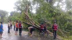 Polres Buton Utara Gerak Cepat Tangani Pohon Tumbang, Akses Jalan Kembali Normal