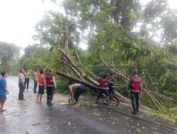 Polres Buton Utara Gerak Cepat Tangani Pohon Tumbang, Akses Jalan Kembali Normal