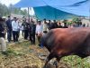 Bupati Buton Utara Serahkan Sapi Kurban Bantuan Presiden ke Warga Pongkowulu