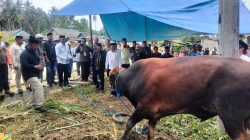 Bupati Buton Utara Serahkan Sapi Kurban Bantuan Presiden ke Warga Pongkowulu