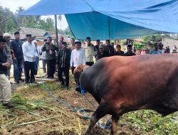 Bupati Buton Utara Serahkan Sapi Kurban Bantuan Presiden ke Warga Pongkowulu