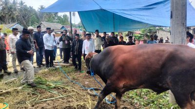 Bupati Buton Utara Serahkan Sapi Kurban Bantuan Presiden ke Warga Pongkowulu