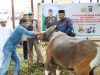 Polres Buton Utara Sembelih 4 Sapi dan 1 Kambing Kurban pada Iduladha 1447 H