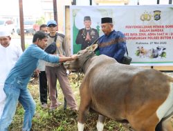 Polres Buton Utara Sembelih 4 Sapi dan 1 Kambing Kurban pada Iduladha 1447 H