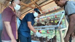 Wabup Buton Utara Lepas 1.000 Bibit Ayam Petelur Bumdes Waodeburi, Dorong Ketahanan Pangan Desa