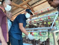 Wabup Buton Utara Lepas 1.000 Bibit Ayam Petelur Bumdes Waodeburi, Dorong Ketahanan Pangan Desa