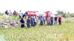 Sawah Seluas 117 Hektare di Buton Utara Terdampak Kekeringan, Bupati Kerahkan Mobil Tangki